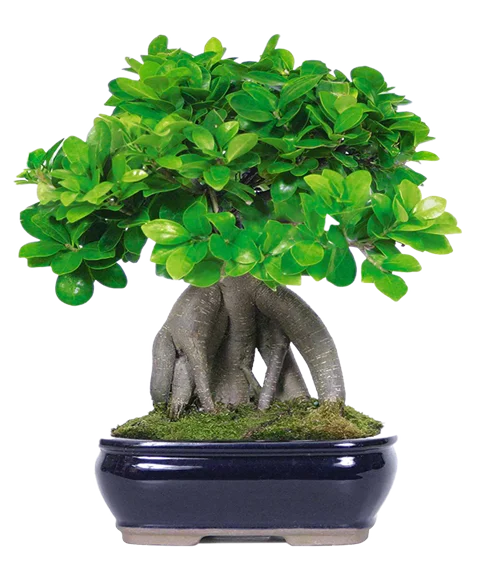 Pinta di Bonsai